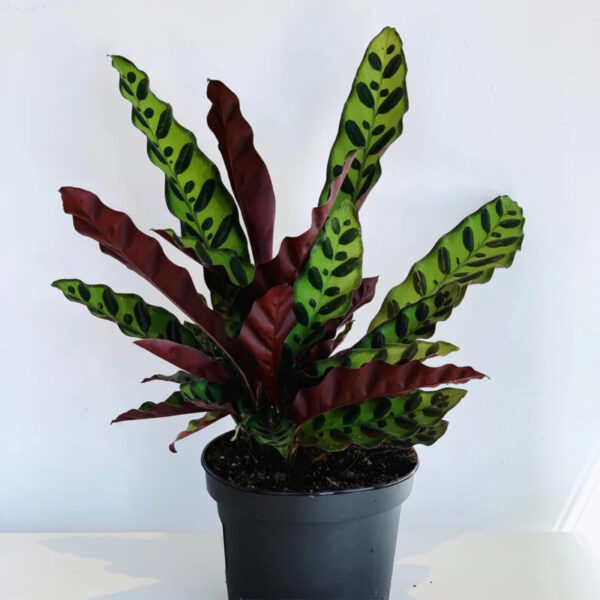 Calathea Linden “Orbifolia”