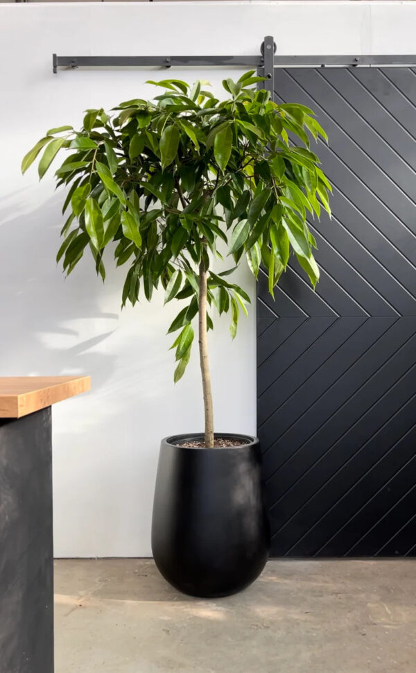 Ficus Amstel King